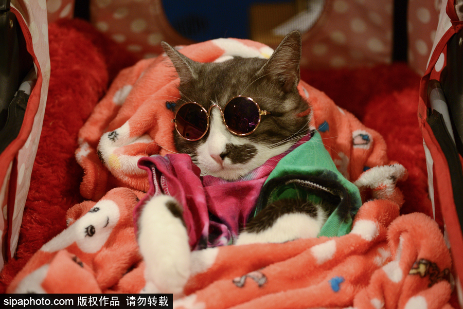 來自喵星界的霸氣！曼谷國際亞洲貓展萌態(tài)百樣