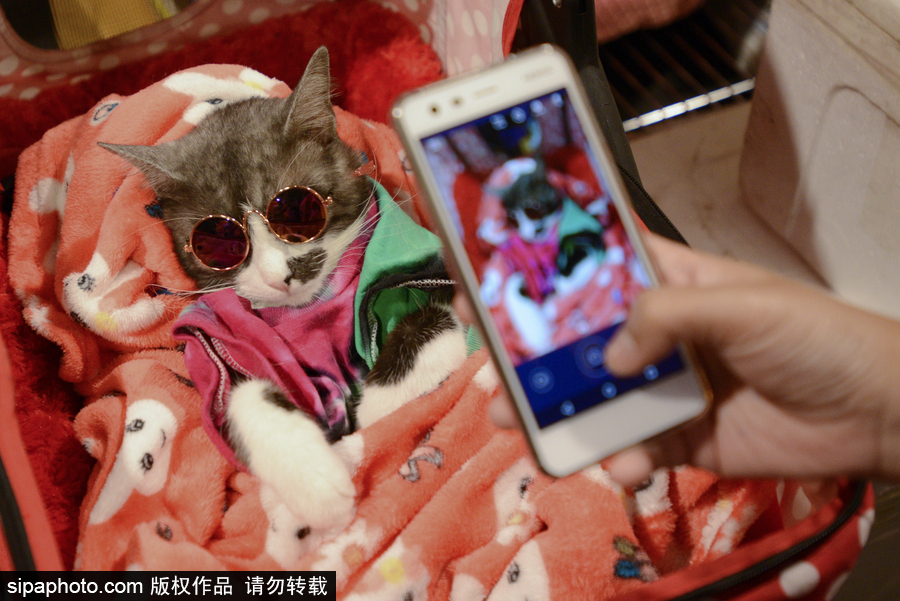 來自喵星界的霸氣！曼谷國(guó)際亞洲貓展萌態(tài)百樣