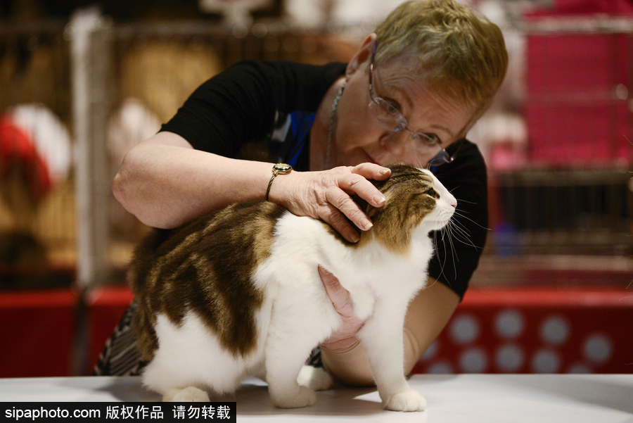 來自喵星界的霸氣！曼谷國際亞洲貓展萌態百樣