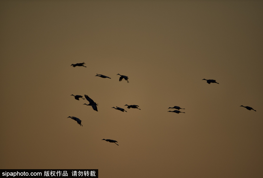 世界上最大的遷移之一 攝影實拍內(nèi)布拉斯加州沙丘鶴大遷徙
