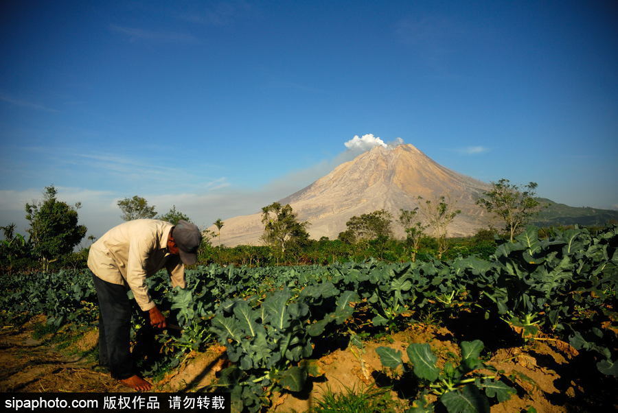 印尼錫納朋火山暫時趨于平緩 農民菜田淡定勞作
