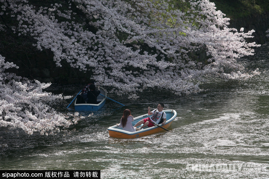 日本東京千鳥(niǎo)淵公園櫻花盛開(kāi) 民眾泛舟小湖賞櫻如仙境