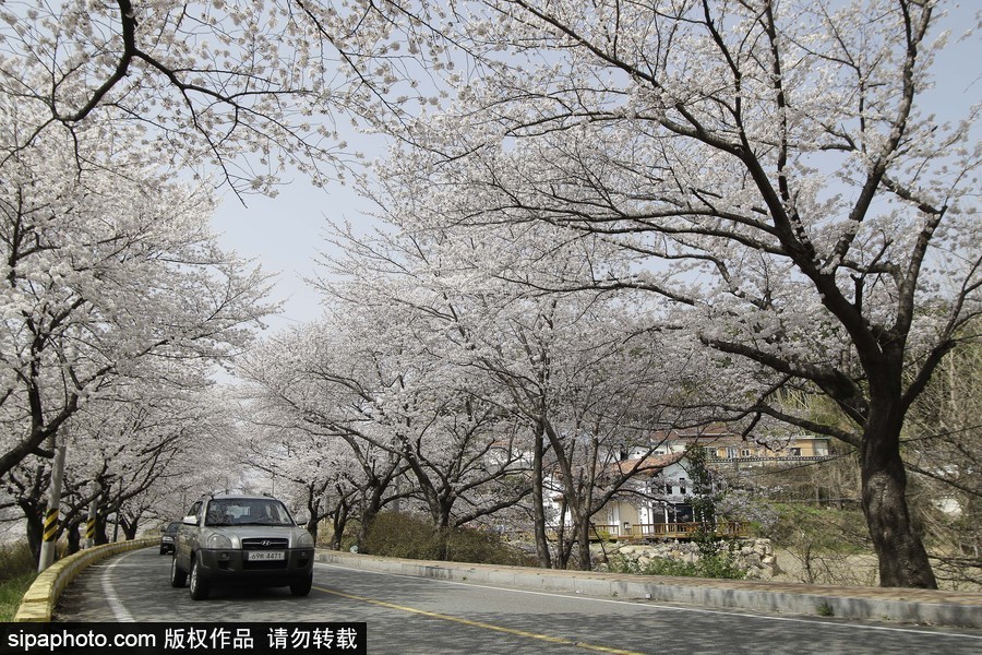 河東十里櫻花路！韓國河東郡櫻花盛放春意醉人