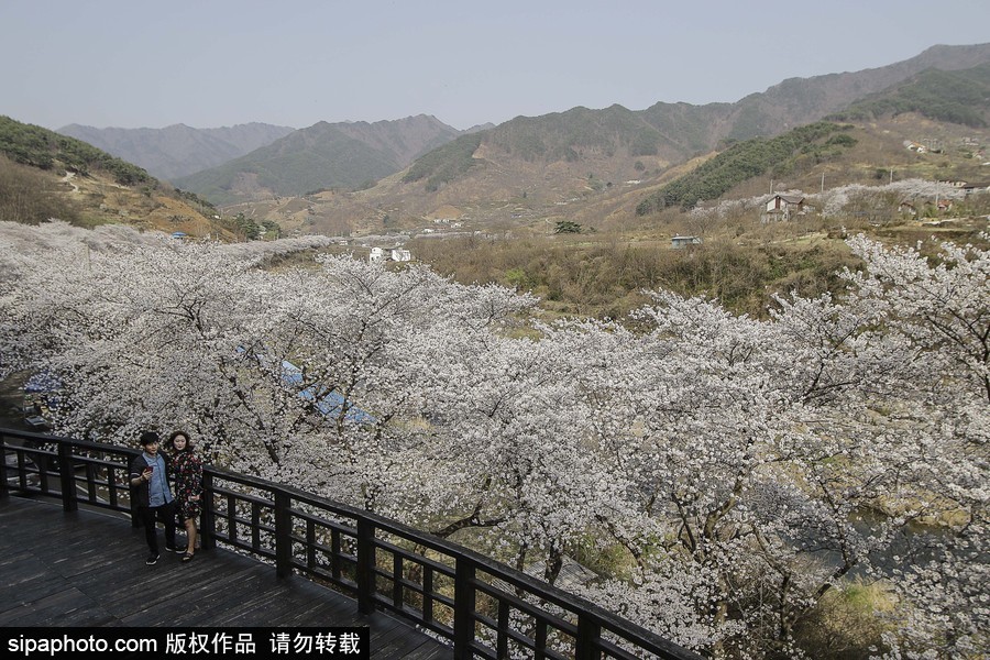 河東十里櫻花路！韓國河東郡櫻花盛放春意醉人