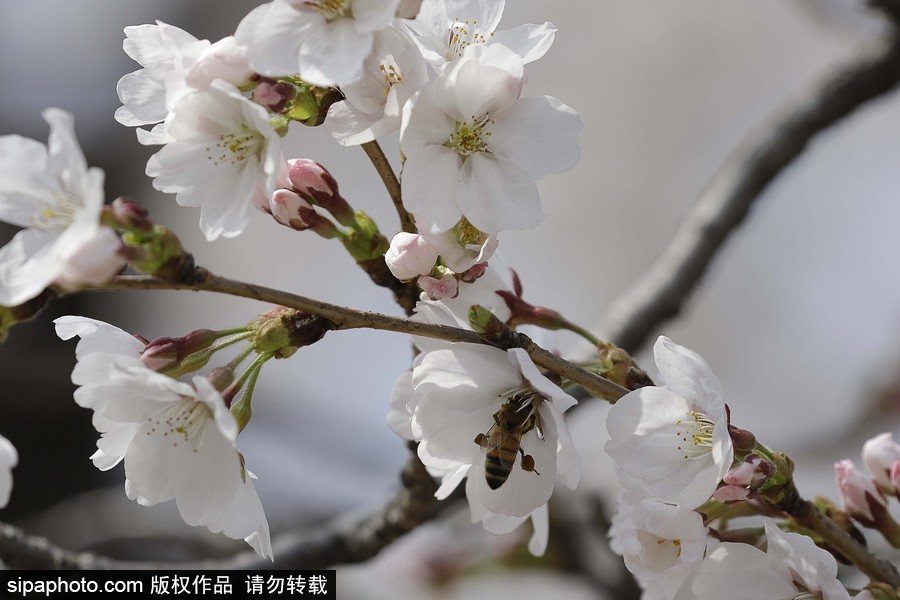 河?xùn)|十里櫻花路！韓國河?xùn)|郡櫻花盛放春意醉人