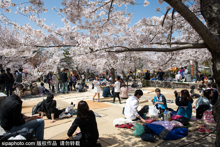 日本東京櫻花進(jìn)入盛開期 游人如織暢游花海