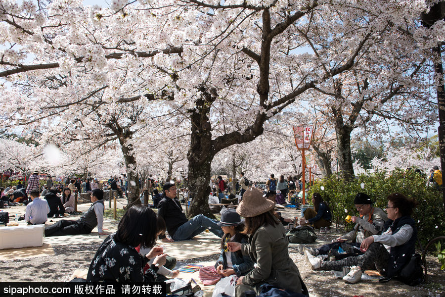 日本東京櫻花進入盛開期 游人如織暢游花海