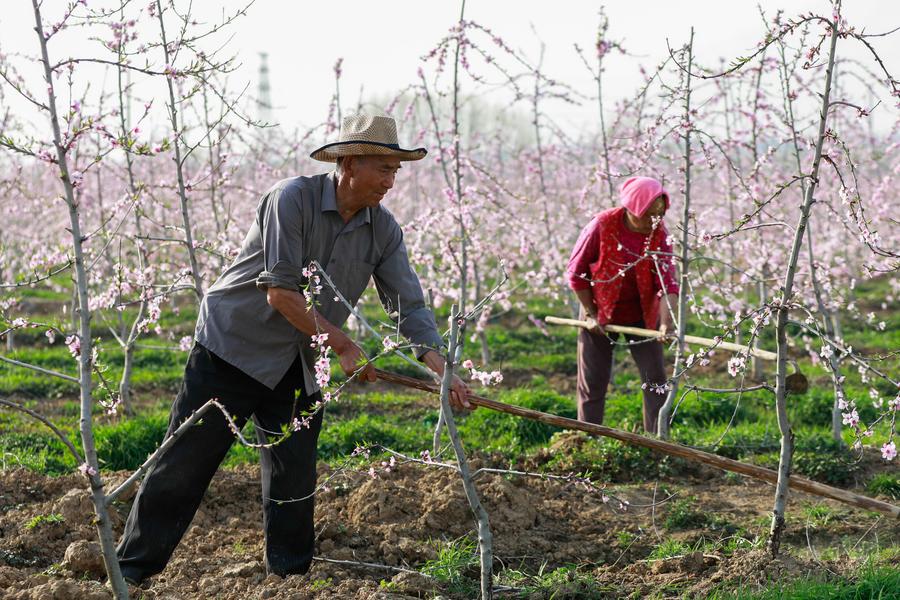 清明時(shí)節(jié)務(wù)農(nóng)忙