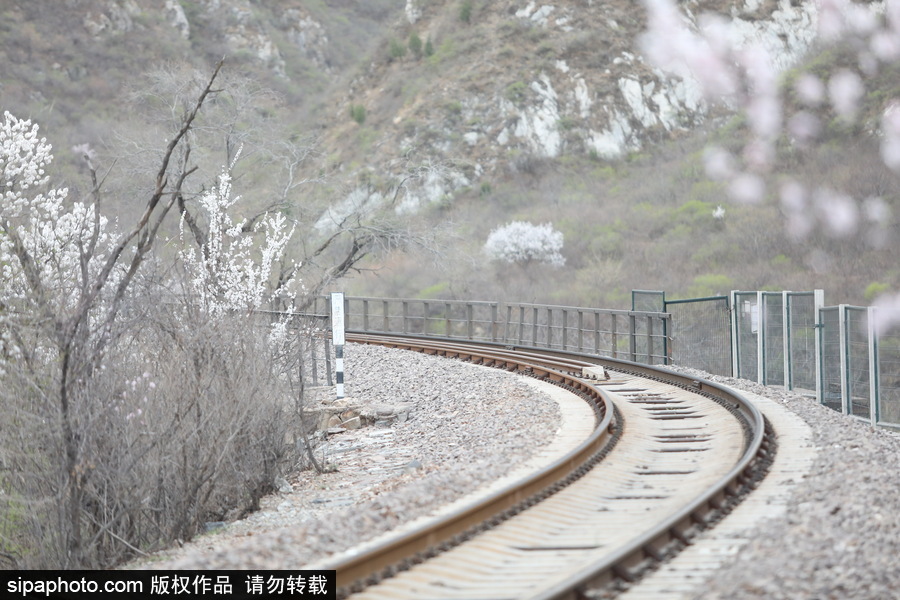 北京現(xiàn)最美列車線！居庸關小火車穿越“花海”美如仙境