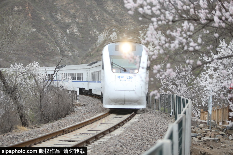 北京現最美列車線！居庸關小火車穿越“花海”美如仙境