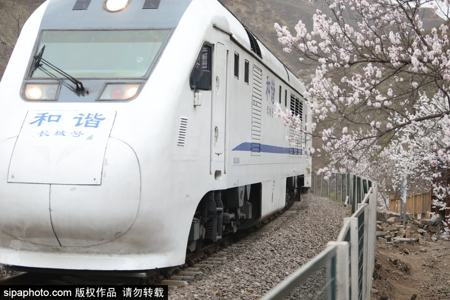 北京現最美列車線！居庸關小火車穿越“花海”美如仙境