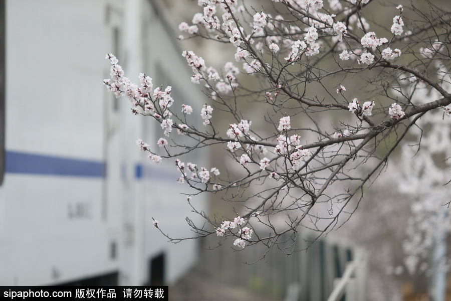 北京現(xiàn)最美列車線！居庸關小火車穿越“花海”美如仙境
