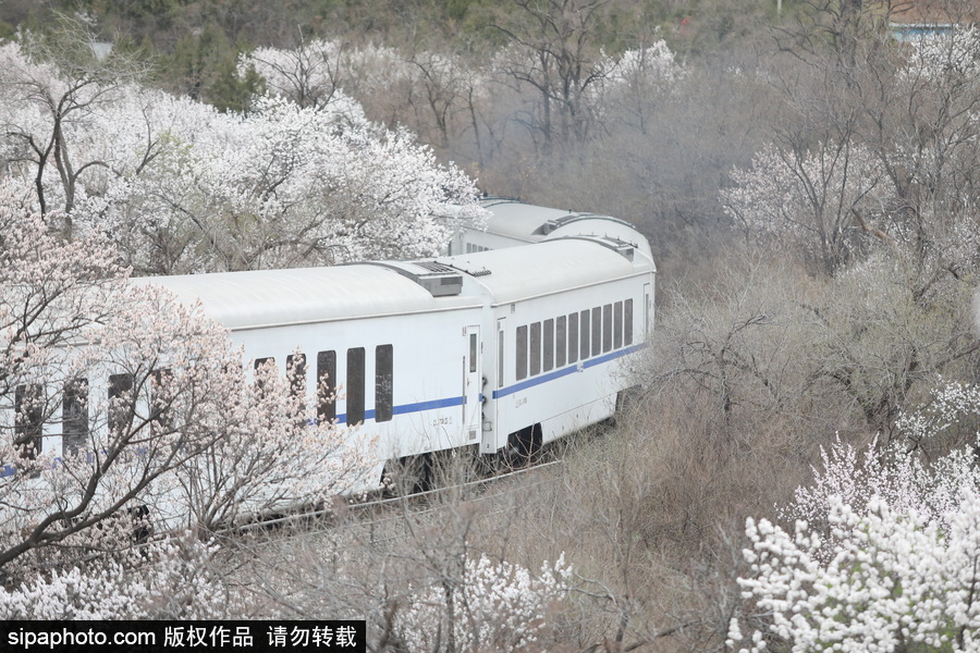 北京現(xiàn)最美列車線！居庸關(guān)小火車穿越“花海”美如仙境