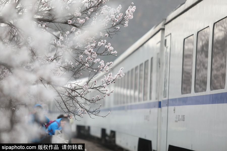 北京現最美列車線！居庸關小火車穿越“花海”美如仙境
