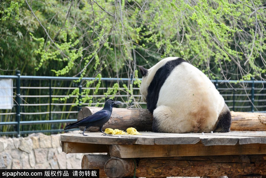 北京：膽大妄為！調(diào)皮烏鴉拔毛搭窩 大熊貓竟舒服“享受”