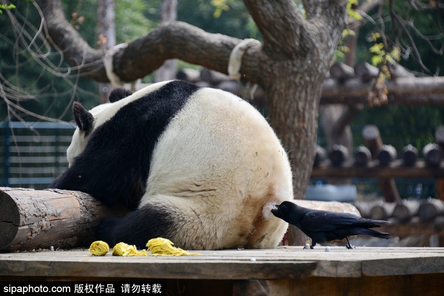 北京：膽大妄為！調皮烏鴉拔毛搭窩 大熊貓竟舒服“享受”