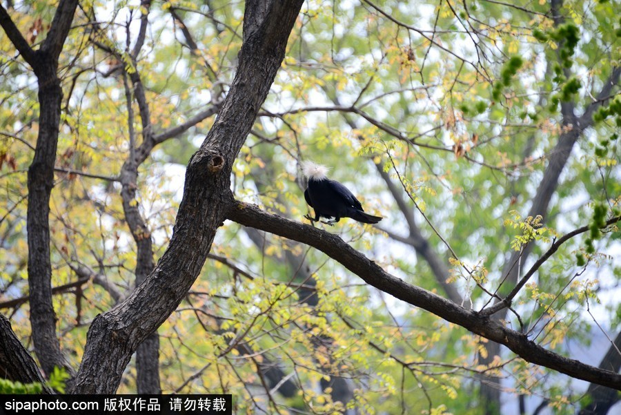 北京：膽大妄為！調皮烏鴉拔毛搭窩 大熊貓竟舒服“享受”