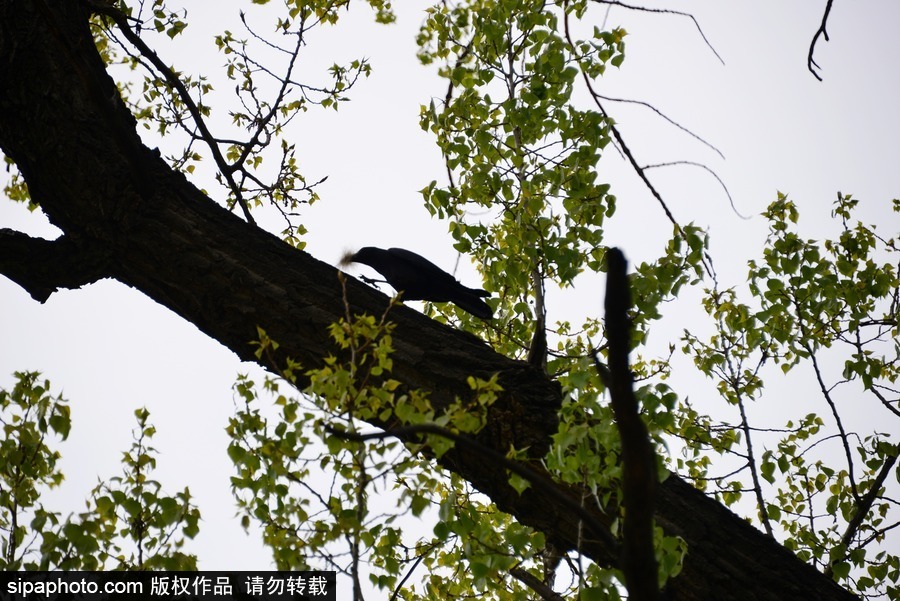北京：膽大妄為！調(diào)皮烏鴉拔毛搭窩 大熊貓竟舒服“享受”
