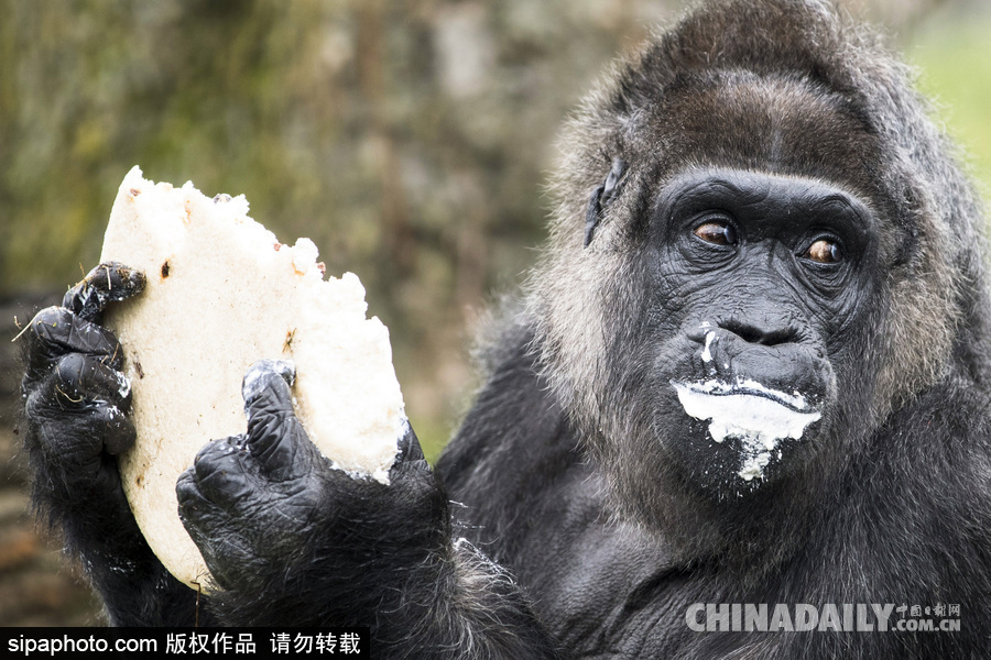 世界最老大猩猩迎來(lái)61歲生日 安詳吃蛋糕淡定自如