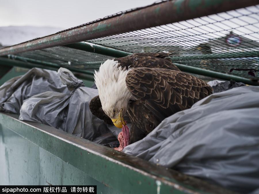 第61屆“荷賽”獲獎作品揭曉 精選作品賞析