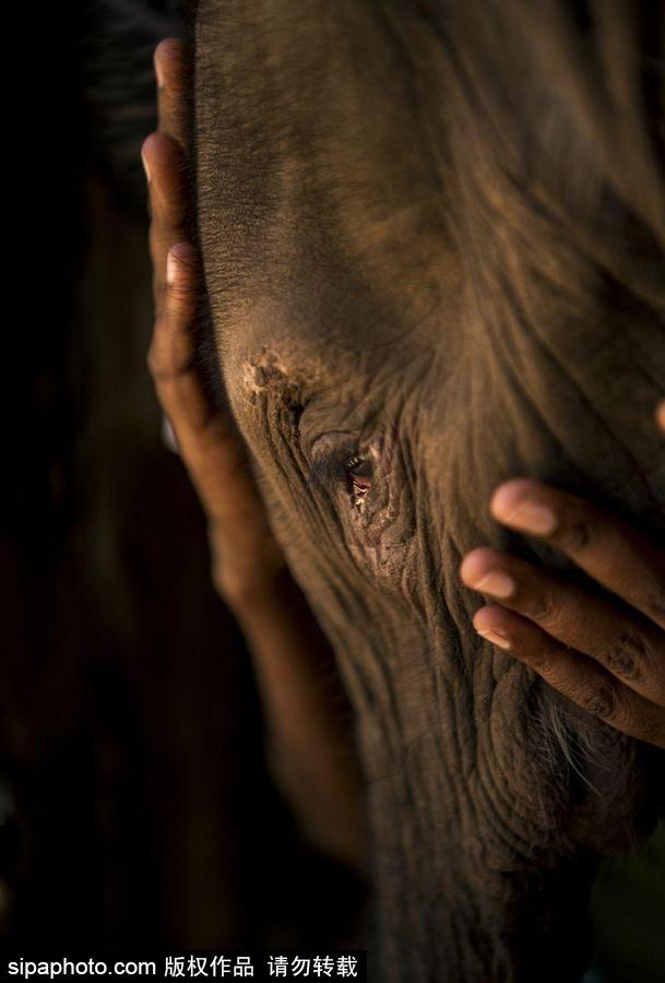 第61屆“荷賽”獲獎作品揭曉 精選作品賞析