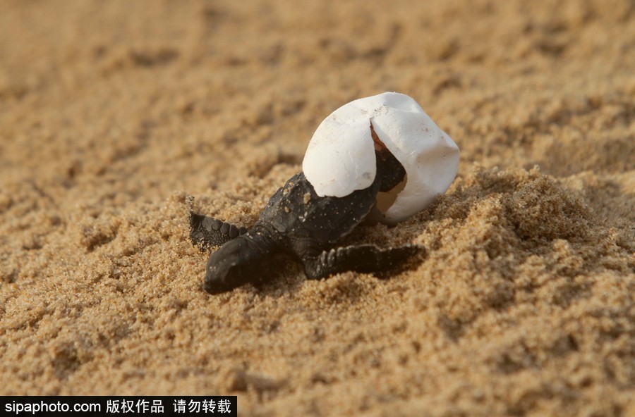印度：海灘上剛剛孵化的小麗龜 呆萌可愛