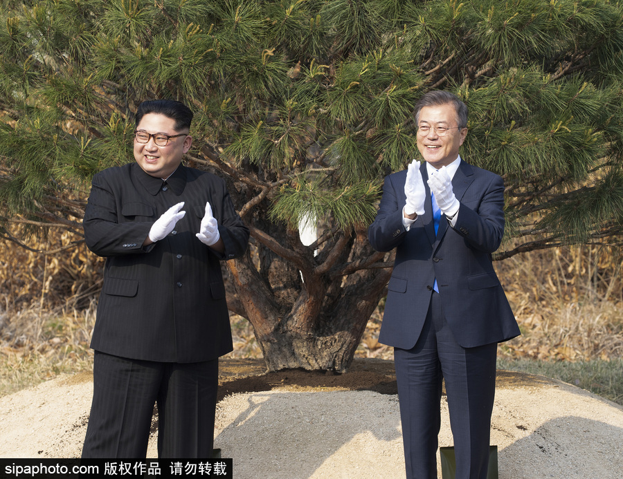 朝韓首腦種下“和平之樹” 半島局勢(shì)迎新開端