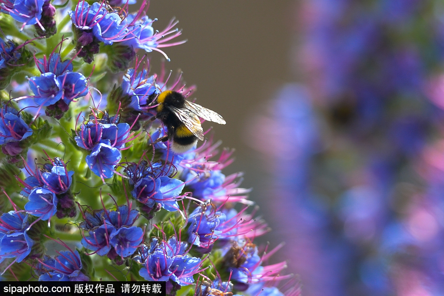 走進C羅的故鄉 小眾的“海上花園”馬德拉島