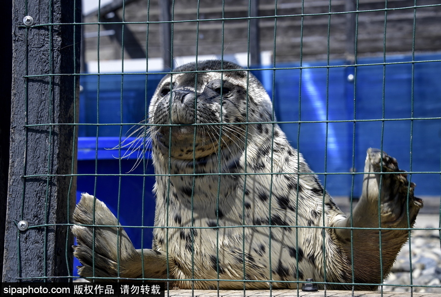 受傷后的避風(fēng)港 探訪俄羅斯遠(yuǎn)東地區(qū)海豹康復(fù)中心