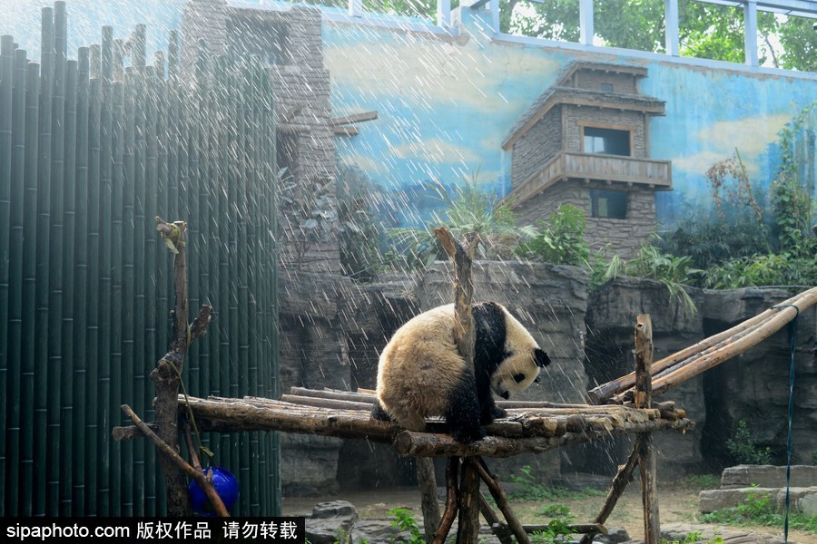 京城昨日創入夏最高氣溫 大熊貓淋浴降溫
