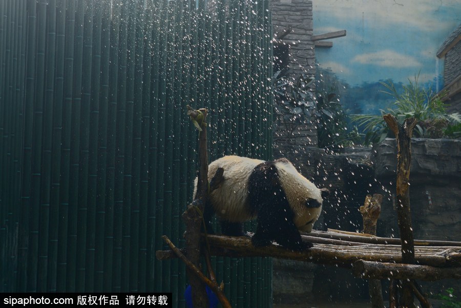 京城昨日創(chuàng)入夏最高氣溫 大熊貓淋浴降溫