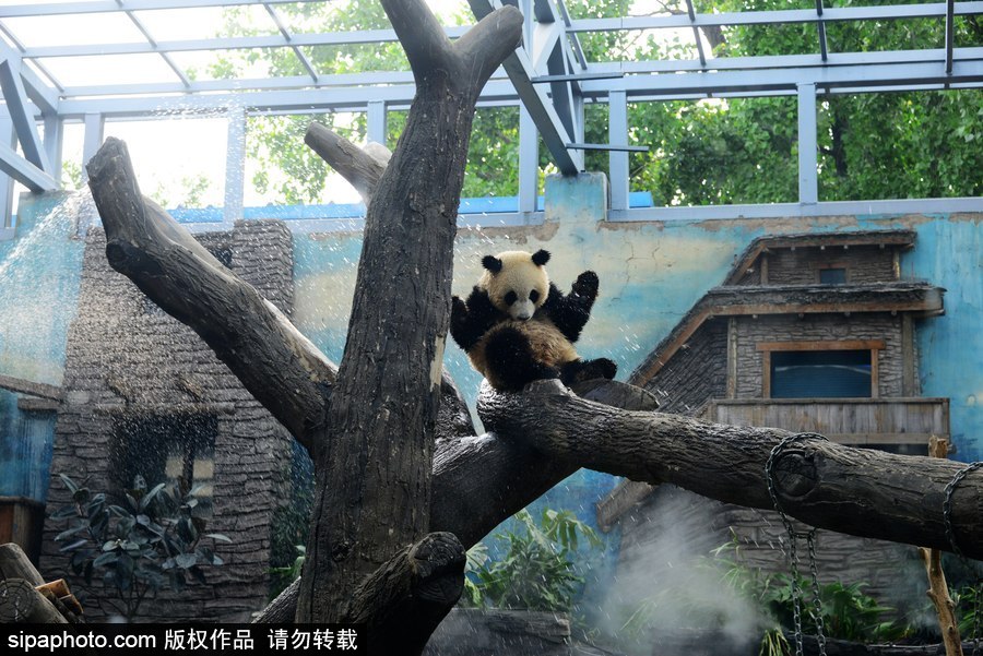 京城昨日創入夏最高氣溫 大熊貓淋浴降溫
