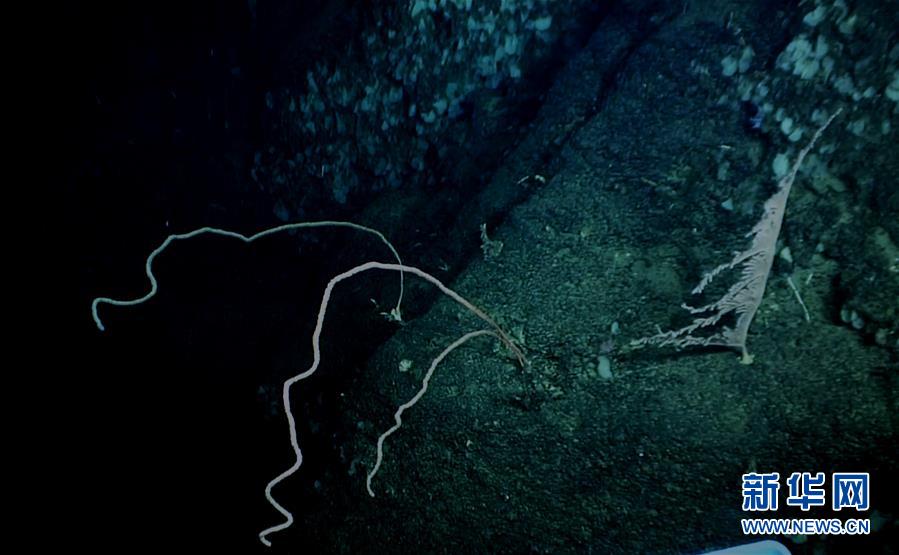 我國科學家在南海甘泉海臺首次發現冷水珊瑚群