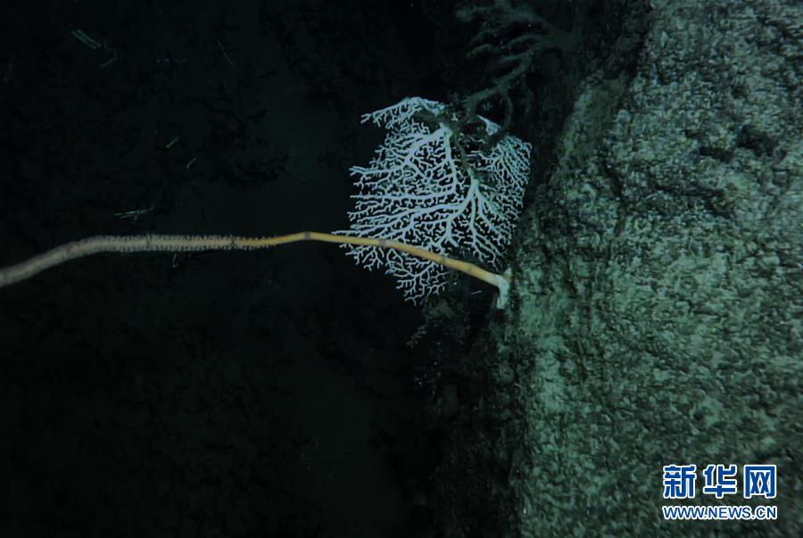 我國科學(xué)家在南海甘泉海臺首次發(fā)現(xiàn)冷水珊瑚群