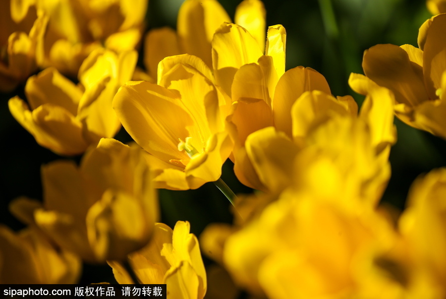 郁金香花節在俄羅斯圣彼得堡舉行 五顏六色花海迎客