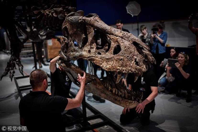 巴黎展出最完整霸王龍化石 尖牙利齒令人生畏