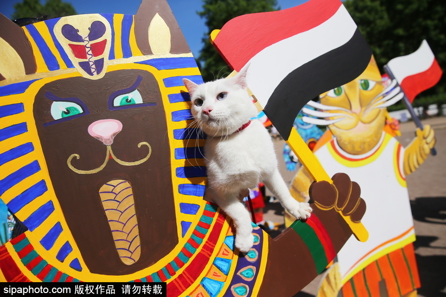 俄羅斯“預言貓”攜各國“貓咪”們現身 迎接2018世界杯到來