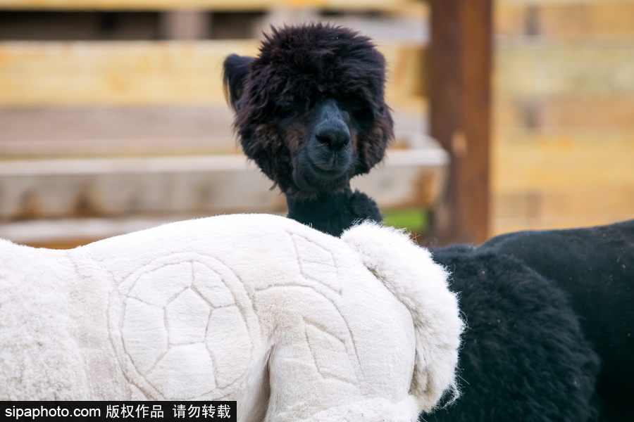 羊駝“助陣”世界杯！ 毛發修剪足球圖案趣味十足