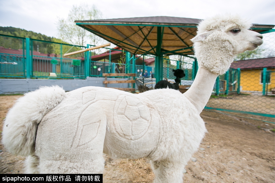 羊駝“助陣”世界杯！ 毛發修剪足球圖案趣味十足