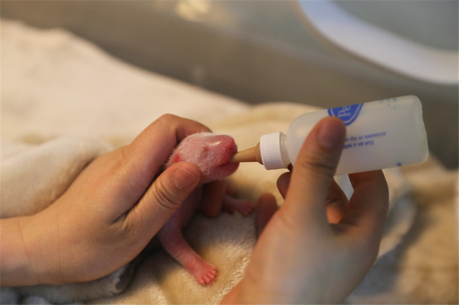 四川成都：今年首對龍鳳胎熊貓寶寶誕生