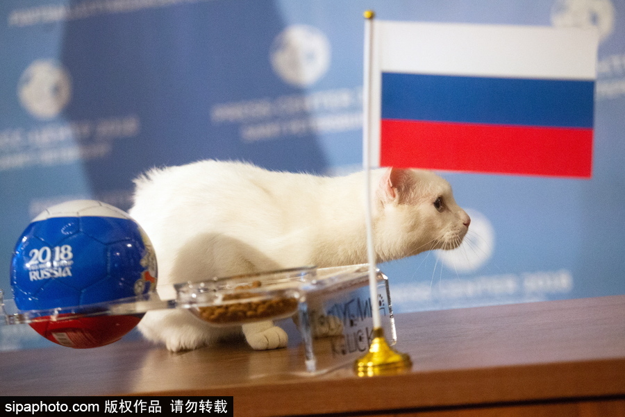 明星待遇！俄羅斯神貓預測2018世界杯揭幕戰(zhàn)勝者