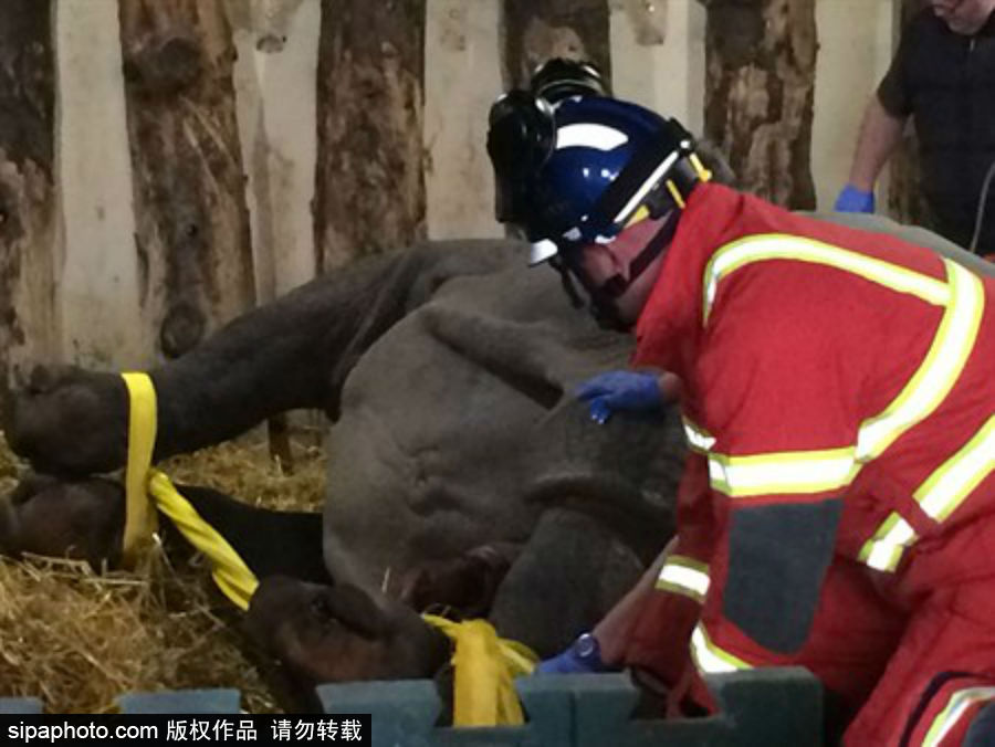 “網(wǎng)紅”犀牛千里尋“愛” 專人護(hù)送陣仗十足