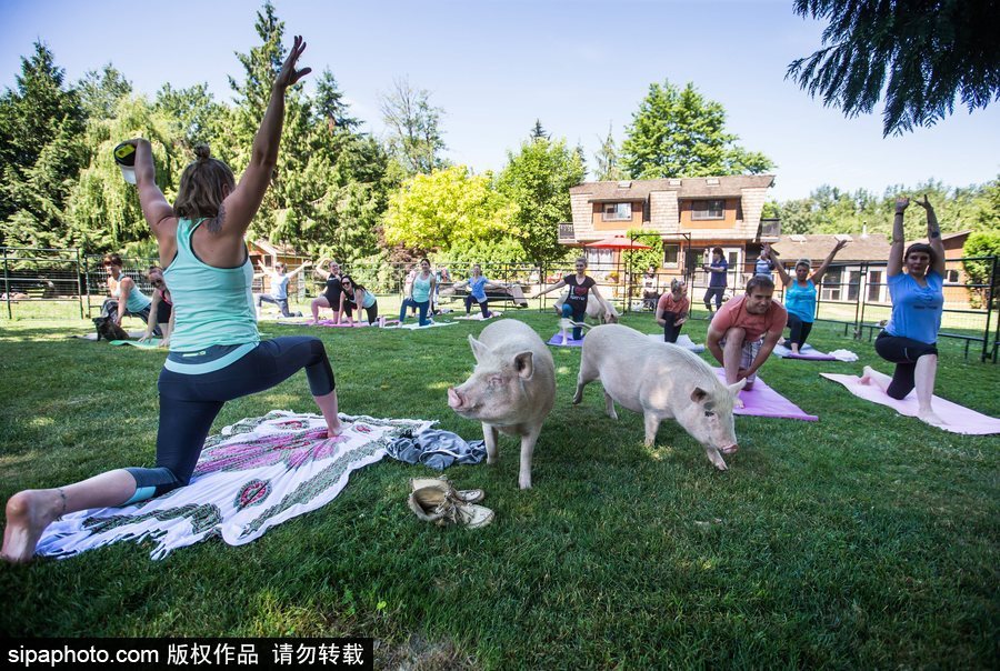 和諧！加拿大一農場內民眾練瑜伽 四只豬自由穿梭