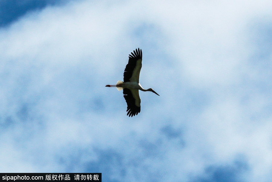 遠離塵囂的動物棲息地 探訪俄羅斯別廖佐夫斯基自然保護區