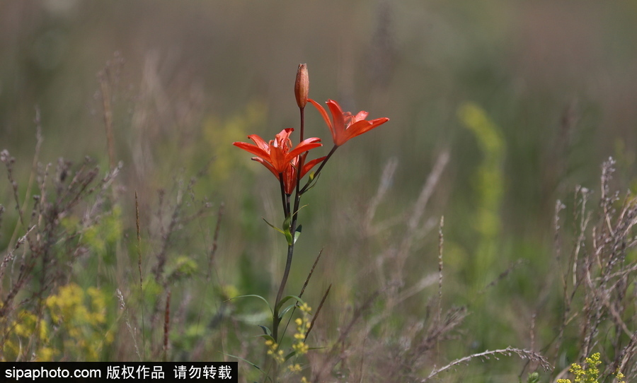 遠(yuǎn)離塵囂的動(dòng)物棲息地 探訪俄羅斯別廖佐夫斯基自然保護(hù)區(qū)