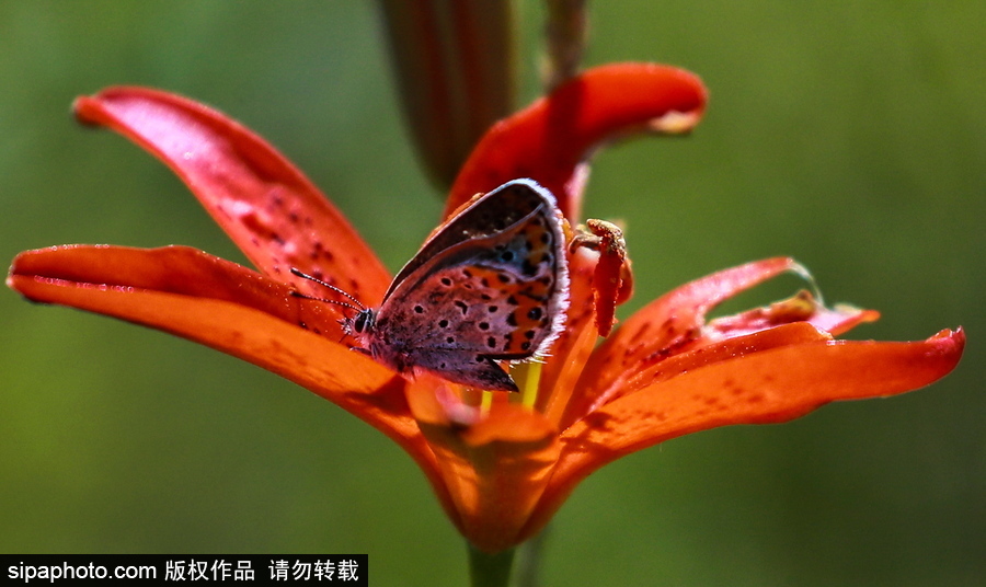 遠(yuǎn)離塵囂的動(dòng)物棲息地 探訪俄羅斯別廖佐夫斯基自然保護(hù)區(qū)