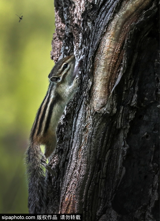 遠離塵囂的動物棲息地 探訪俄羅斯別廖佐夫斯基自然保護區(qū)