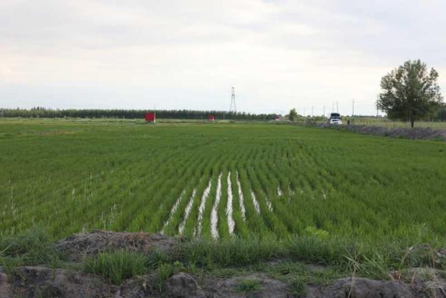 【脫貧攻堅在行動】興安盟科右中旗“種大米第一書記”:抓重點攻難點 不忘初心駐村脫貧