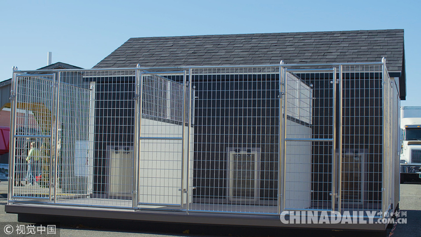 世界最大斗牛犬搬新家 待遇豪華狗舍價(jià)值16.5萬(wàn)元