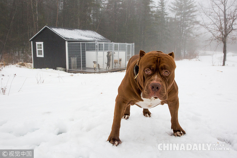 世界最大斗牛犬搬新家 待遇豪華狗舍價(jià)值16.5萬(wàn)元